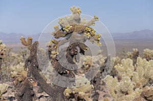 Teddy bear cholla cacti california