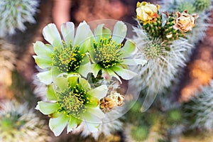Teddy Bear Cholla Cactus Flowers in Bloom Closeup photo