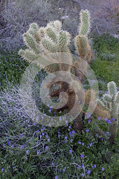 Teddy Bear Cholla, Cylindropuntia bigelovii v. bigelovii