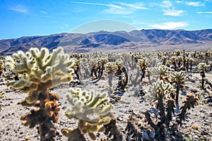 A Teddy Bear Cholla in Joshua Tree National Park, California