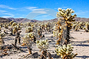 A Teddy Bear Cholla in Joshua Tree National Park, California