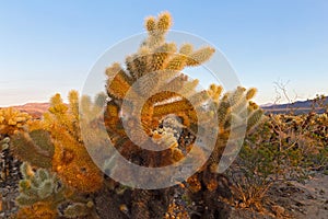 Teddy-bear cholla shrub at sunset.