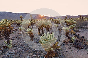 Teddy-bear cholla shrub at sunset in Joshua Tree National Park, California USA.