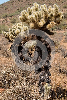 Teddy-Bear Chollas & x28;Cylindropuntia bigelovii& x29;