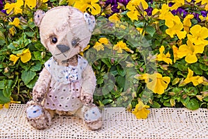 Teddy Bear collection.foto