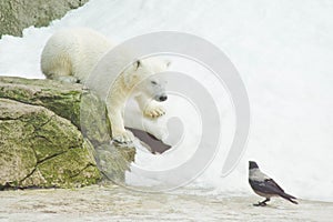 Teddy bear and a crow