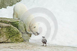 Teddy bear and a crow in the snow