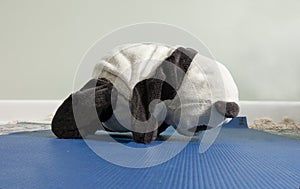 A teddy bear does yoga
