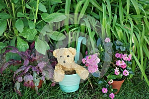 Teddy bear or dog soft toy in flower pot Garden Plants