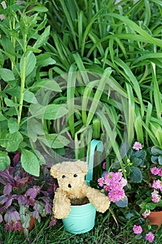 Teddy bear or dog soft toy in flower pot Garden Plants