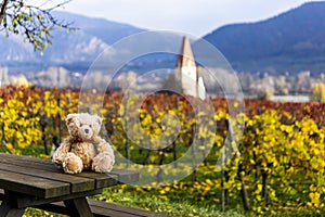 Teddy bear Dranik in the autumn vineyards. Austria