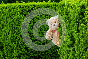 Teddy bear Dranik hiding behind a bush
