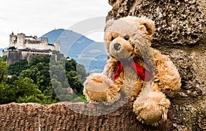 Teddy bear Dranik in Salzburg.