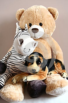 Teddy bear with friends