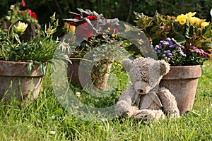 Teddy Bear in garden
