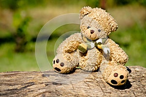 Teddy bear in the garden photo