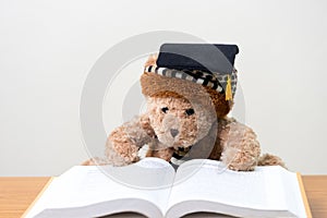 Teddy bear graduate reads a book.back to school