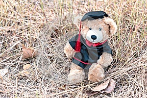 Teddy bear with graduation gown