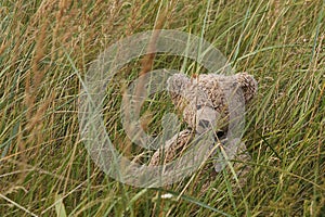 Teddy Bear in grass