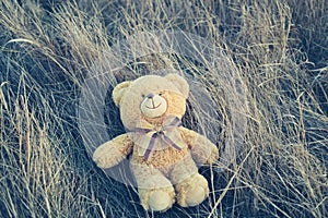 Teddy bear on the grass.