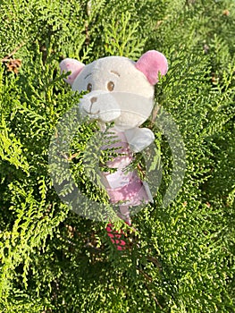 Teddy bear on a green bush