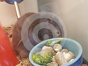 Teddy bear hamster. Her name is grey