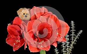 Teddy bear hiding in red Amaryllis blossoms Black background