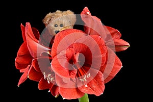 Teddy bear hiding in red Amaryllis blossoms Black background