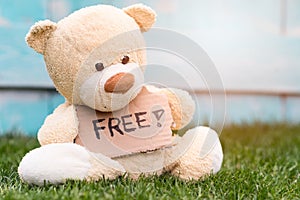 Teddy bear holding a cardboard with the information - Free !