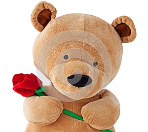 Teddy bear holding a rose isolated on white
