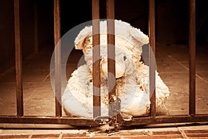 Teddy bear in jail