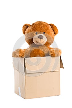 Teddy bear in paper box