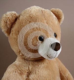 Teddy bear portrait