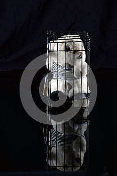 Teddy bear in a prison cell