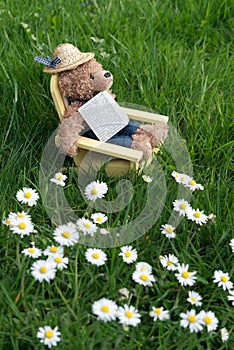 Teddy bear relaxing in deck chair Garden with daisies