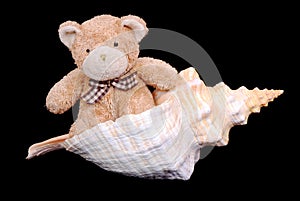 Teddy bear in seashell