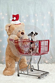 Teddy bear, shopping cart, chihuahua