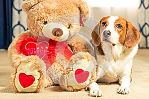 A teddy bear is sitting on the floor next to his best friend, a beagle mix hound dog - close up