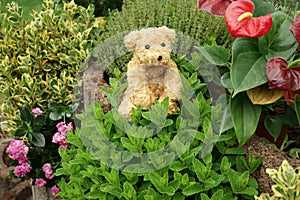 Teddy bear sitting in a garden Flowers and herbs