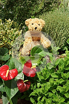 Teddy bear sitting in a garden Flowers and herbs