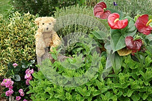 Teddy bear sitting in a garden Flowers and herbs