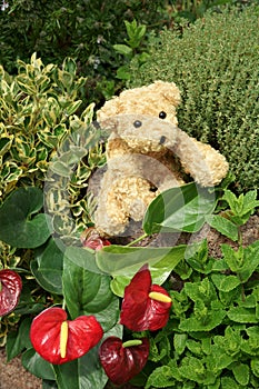 Teddy bear sitting in a garden Flowers and herbs