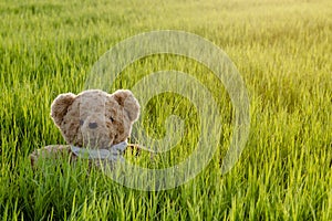 Teddy bear, Teddy bear sitting in alone grass