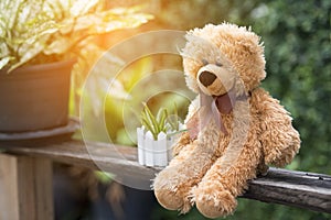 Teddy bear sitting in the park early morning time with sun light.