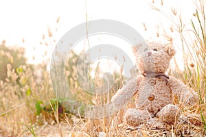 Teddy bear is sitting with sunshine in the morning