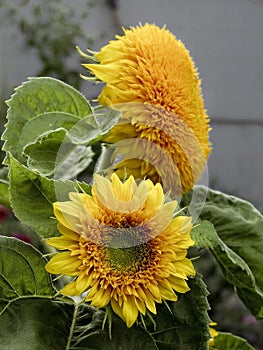 Teddy Bear Sunflowers - 01