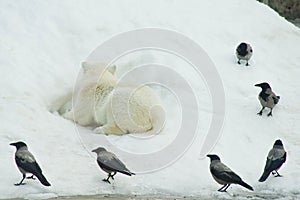 Teddy bear surrounded by crows