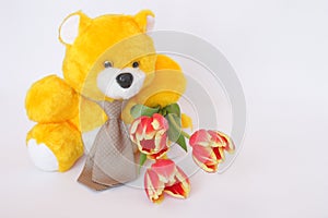 Teddy Bear with tie , tulip flowers - stock photos