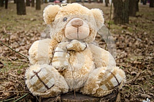 Teddy bear toy photo