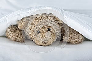 Teddy Bear under the blanket on bed